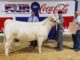 Local youth win during Alabama National Fair Livestock Shows