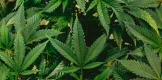 Oct. 29 town hall at WSCC to discuss additional sales tax on medical cannabis