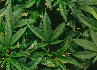 Oct. 29 town hall at WSCC to discuss additional sales tax on medical cannabis