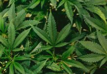 Cullman County residents to vote on new medical cannabis tax; town hall meeting coming up