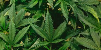 Cullman County residents to vote on new medical cannabis tax; town hall meeting coming up