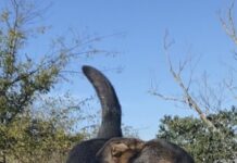 Pet of the Week: Meet the famous Amos