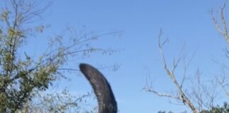 Pet of the Week: Meet the famous Amos