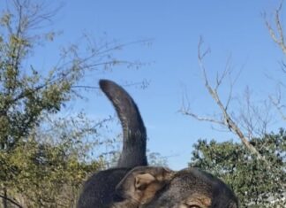 Pet of the Week: Meet the famous Amos