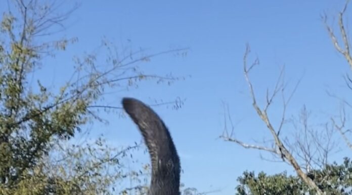 Pet of the Week: Meet the famous Amos