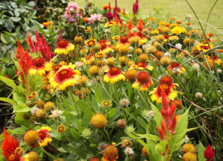 Tune up flower beds now for stronger spring color