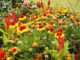 Tune up flower beds now for stronger spring color