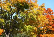 Alabama residents anticipating fall color as temperatures drop