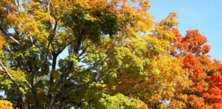 Alabama residents anticipating fall color as temperatures drop
