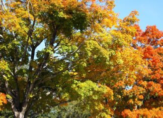 Alabama residents anticipating fall color as temperatures drop