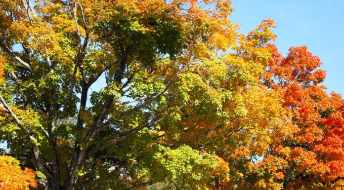 Alabama residents anticipating fall color as temperatures drop