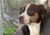 Pet of the week: Get to know Gizmo