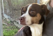 Pet of the week: Get to know Gizmo