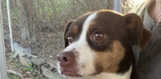 Pet of the week: Get to know Gizmo