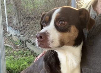 Pet of the week: Get to know Gizmo