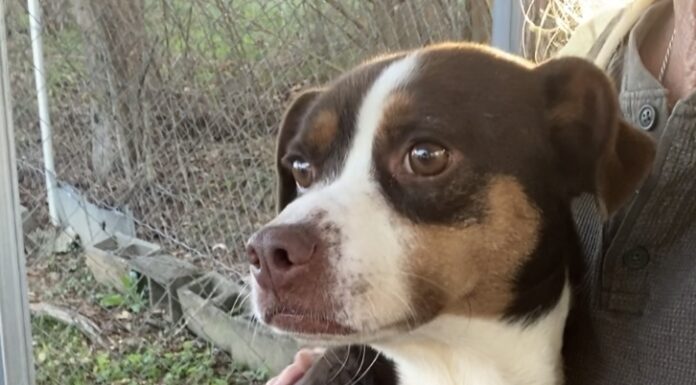 Pet of the week: Get to know Gizmo