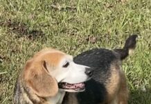 Pet of the week: Meet Fancy