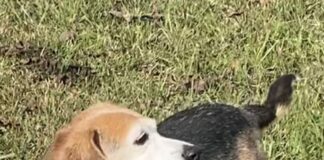 Pet of the week: Meet Fancy