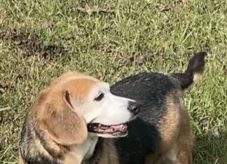 Pet of the week: Meet Fancy