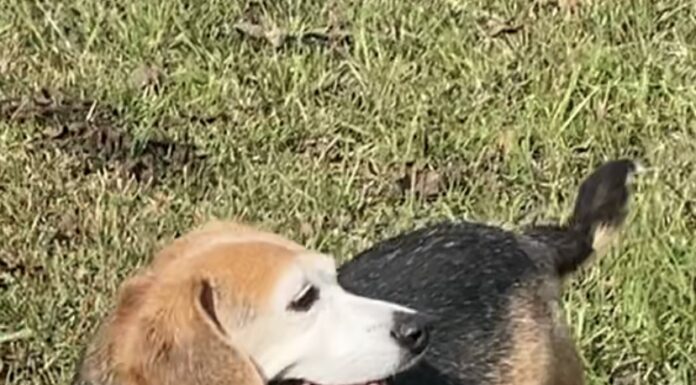 Pet of the week: Meet Fancy