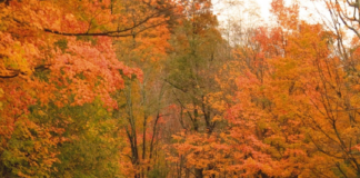 ALDOT: Drive safely during Thanksgiving holiday