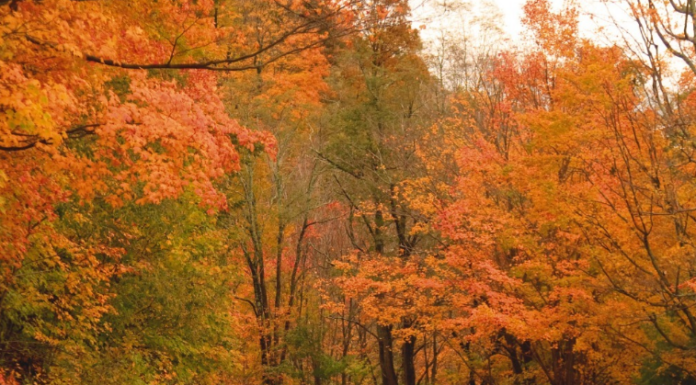 ALDOT: Drive safely during Thanksgiving holiday