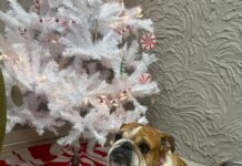 ‘Show them they’re loved and remembered during the holiday season’