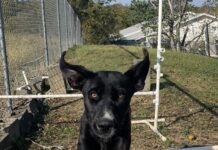 Pet of the week: Meet Holly D.