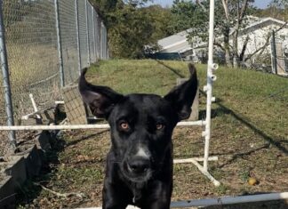 Pet of the week: Meet Holly D.