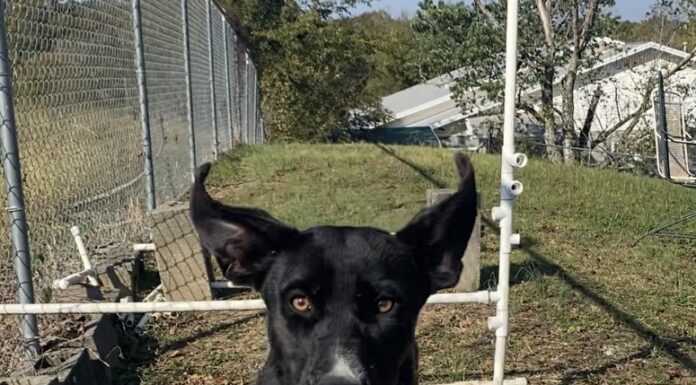 Pet of the week: Meet Holly D.