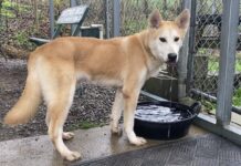 Pet of the week: Meet Fennic