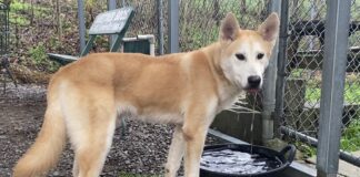 Pet of the week: Meet Fennic