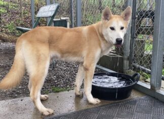 Pet of the week: Meet Fennic