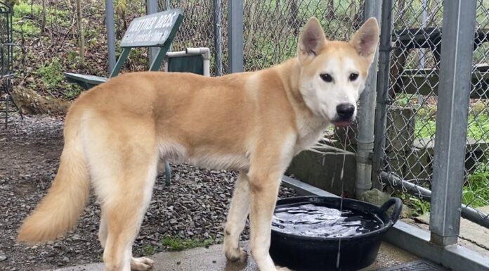 Pet of the week: Meet Fennic