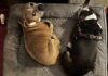 Keep your pets safe this winter