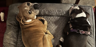 Keep your pets safe this winter