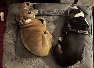 Keep your pets safe this winter