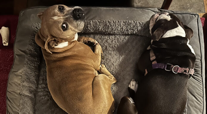 Keep your pets safe this winter