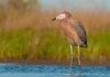 Alabama Trustees release Restoration Plan IV with $24.1M in coastal restoration projects