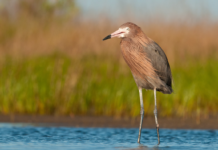 Alabama Trustees release Restoration Plan IV with $24.1M in coastal restoration projects