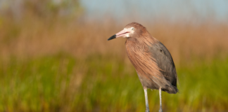 Alabama Trustees release Restoration Plan IV with $24.1M in coastal restoration projects