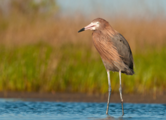 Alabama Trustees release Restoration Plan IV with $24.1M in coastal restoration projects