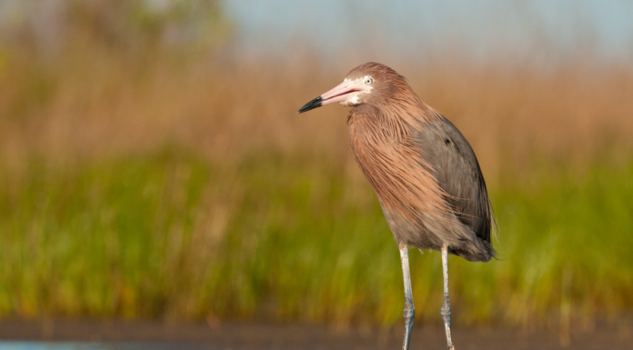 Alabama Trustees release Restoration Plan IV with $24.1M in coastal restoration projects