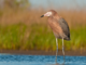Alabama Trustees release Restoration Plan IV with $24.1M in coastal restoration projects