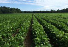 Plan to attend 2025 Alabama Row Crops Short Course Jan. 21-22