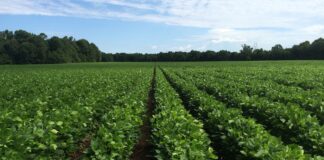 Plan to attend 2025 Alabama Row Crops Short Course Jan. 21-22