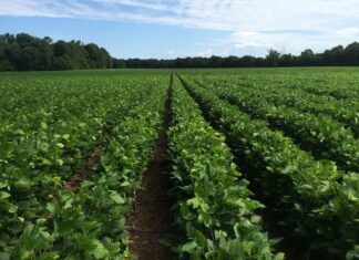 Plan to attend 2025 Alabama Row Crops Short Course Jan. 21-22
