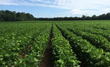 Plan to attend 2025 Alabama Row Crops Short Course Jan. 21-22