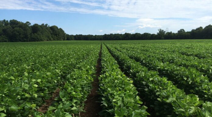 Plan to attend 2025 Alabama Row Crops Short Course Jan. 21-22