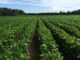 Plan to attend 2025 Alabama Row Crops Short Course Jan. 21-22